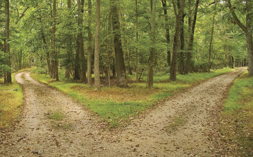 Picture of trees forming a fork in the road with the word "Choices" around it. Taken from the Web.